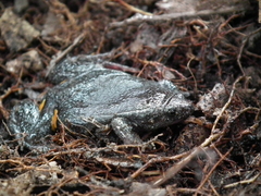 Elachistocleis cesarii