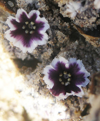 Pholisma arenarium