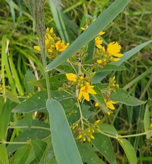 Lysimachia vulgaris