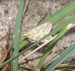 Diastictis