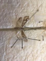 Petrophila avernalis
