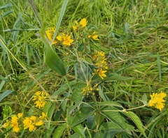Lysimachia vulgaris