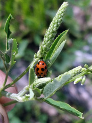 Hippodamia variegata