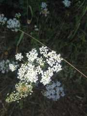 Pimpinella