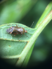 Deraeocoris flavilinea