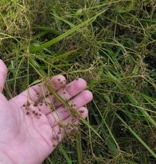 Scirpus sylvaticus