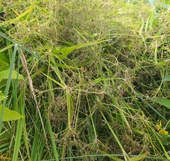 Scirpus sylvaticus
