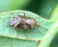 Deraeocoris flavilinea