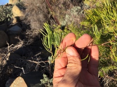 Asparagus retrofractus