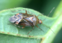 Deraeocoris flavilinea