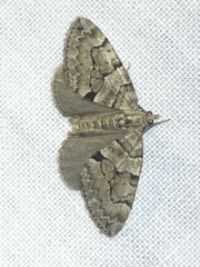 Thera contractata