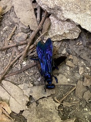 Chlorion aerarium