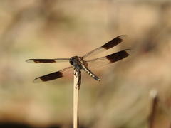 Erythrodiplax umbrata