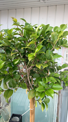 Ligustrum japonicum