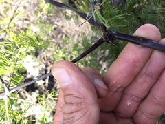 Asparagus retrofractus