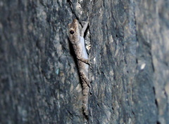 Mediodactylus