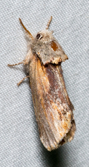 Oedemasia concinna