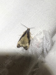 Olethreutes connectum