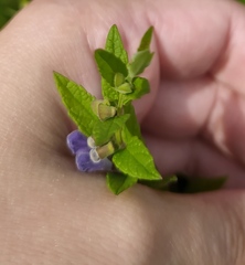 Scutellaria galericulata