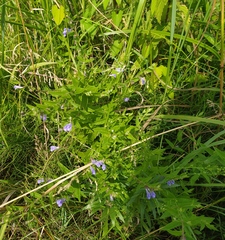 Scutellaria galericulata