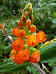 Elleanthus flavescens