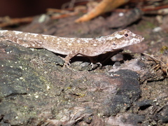 Anolis ortonii