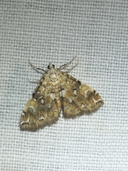 Elophila faulalis