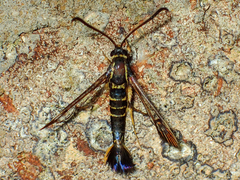 Synanthedon arkansasensis