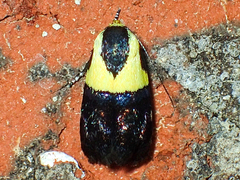 Rectiostoma xanthobasis