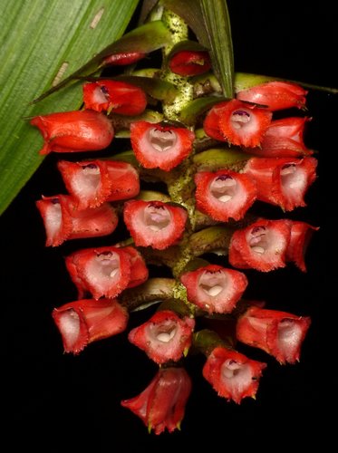 Elleanthus lateralis Garay