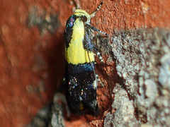 Rectiostoma xanthobasis