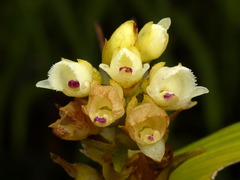 Elleanthus petrogeiton