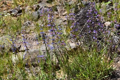 Penstemon attenuatus