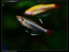 Tanichthys albonubes