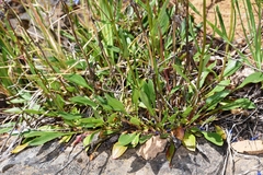 Penstemon attenuatus