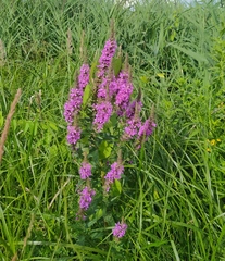 Lythrum salicaria