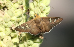 Apyrrothrix araxes