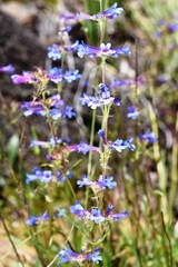 Penstemon attenuatus