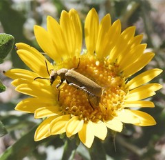 Epicauta ferruginea