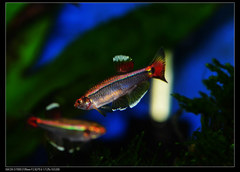 Tanichthys albonubes