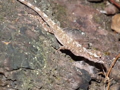Anolis ortonii