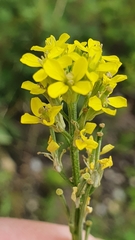 Erysimum marschallianum