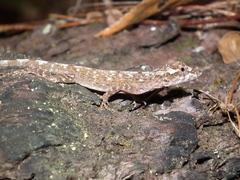 Anolis ortonii