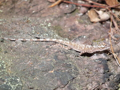 Anolis ortonii