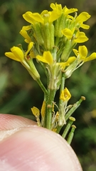 Erysimum marschallianum