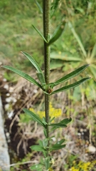Erysimum marschallianum