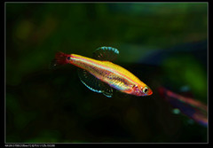 Tanichthys albonubes