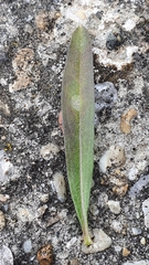 Erysimum marschallianum
