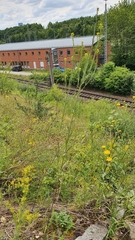 Erysimum marschallianum