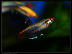 Tanichthys albonubes